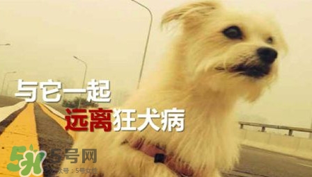 狂犬病能治好嗎？狂犬病的早期癥狀