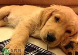 狂犬病是通過什么傳播的？狂犬病傳播途徑有哪些