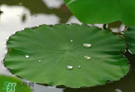 粽葉可以用什么代替？粽子葉可以用什么代替？