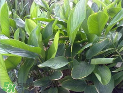 粽子葉能冷凍嗎？粽子葉放冰箱冷藏還是冷凍？