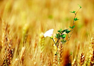 2017年芒種是幾月幾日？芒種是什么意思