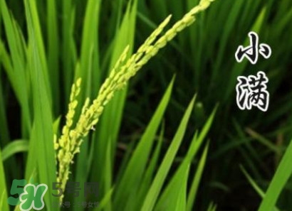 節(jié)氣小滿大滿是什么意思？24節(jié)氣為什么沒(méi)有大滿