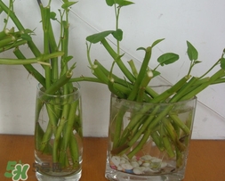 空心菜可以水養(yǎng)嗎？空心菜可以種在水里嗎