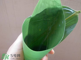 粽葉是什么植物的葉子？粽子葉是什么葉子？