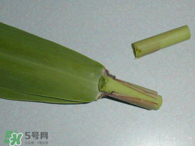 粽葉是蘆葦葉嗎？粽葉和蘆葦葉的區(qū)別