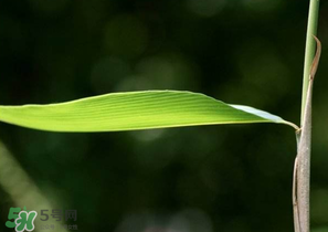 箬葉和粽葉有什么區(qū)別？箬葉是粽葉嗎？