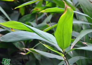箬葉和粽葉有什么區(qū)別？箬葉是粽葉嗎？