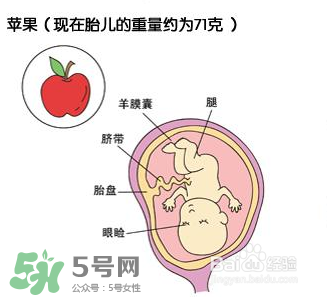 懷孕四個月需要做什么檢查？懷孕四個月胎兒圖