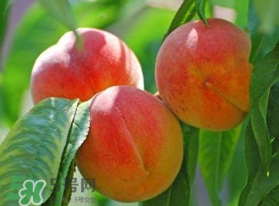 孕婦能吃桃子嗎？孕婦吃桃子對胎兒好嗎？