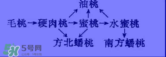沒有毛的桃子叫什么？桃子毛為什么會(huì)癢？