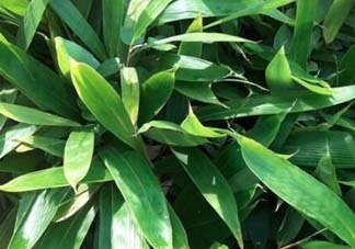 粽葉是什么植物的葉子？粽子葉是什么葉子？