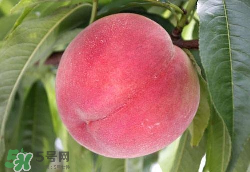 桃子的種類有哪些？哪種桃子最好吃？