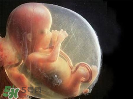 懷孕四個月需要做什么檢查？懷孕四個月胎兒圖