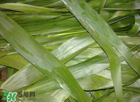 蘆葦葉包粽子之前要煮嗎？蘆葦葉煮多久？