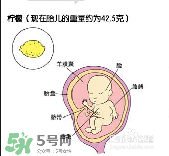 懷孕四個月需要做什么檢查？懷孕四個月胎兒圖