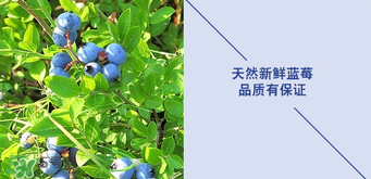 悠蜜藍(lán)莓利口酒保質(zhì)期是多久？悠蜜藍(lán)莓利口酒保質(zhì)期是幾年？