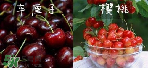 櫻桃和車?yán)遄佑惺裁磪^(qū)別？櫻桃和車?yán)遄幽膫€(gè)貴？