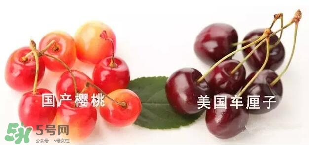 櫻桃和車?yán)遄佑惺裁磪^(qū)別？櫻桃和車?yán)遄幽膫€(gè)貴？