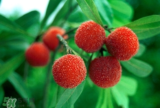孕婦吃楊梅有什么好處？孕婦夢(mèng)見(jiàn)吃楊梅是什么意思？