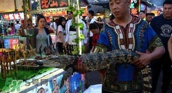 鱷魚肉價格多少錢一斤？吃鱷魚犯法嗎？