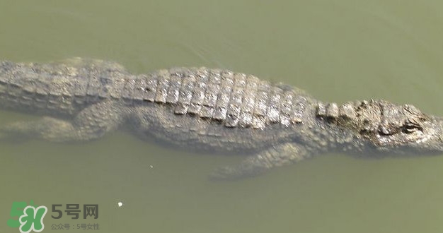 鱷魚是魚嗎？鱷魚是浮在水面上嗎？