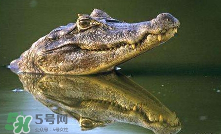 鱷魚是魚嗎？鱷魚是浮在水面上嗎？
