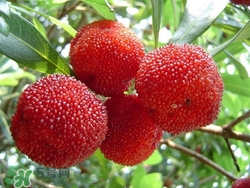 楊梅吃多了會(huì)上火嗎？楊梅吃多了會(huì)胖嗎？
