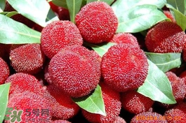 楊梅吃多了會(huì)上火嗎？楊梅吃多了會(huì)胖嗎？