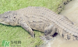 鱷魚是魚嗎？鱷魚是浮在水面上嗎？