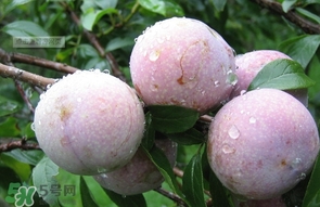 三華李是寒性還是熱性水果？三華李是涼性水果嗎