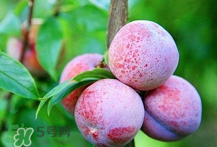 三華李種哪個(gè)品種好？三華李有多少個(gè)品種