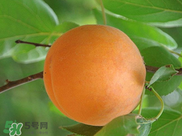 杏子不能和什么一起吃？杏子和什么不能同吃？
