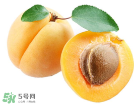 杏子幾月成熟？杏子什么時(shí)候成熟？