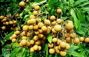 龍眼能放多久？龍眼能空腹吃嗎？