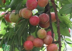 三華李種哪個(gè)品種好？三華李有多少個(gè)品種