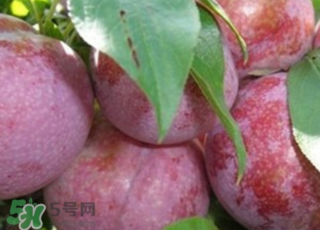 吃雙華李上火嗎？雙華李的功效與作用