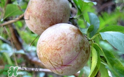 雙華李有什么營(yíng)養(yǎng)？雙華李的營(yíng)養(yǎng)價(jià)值