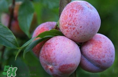 2017錢(qián)排三華李價(jià)格 三華李市場(chǎng)價(jià)格