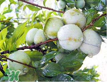 南華李什么時候成熟？南華李和三華李的區(qū)別