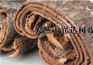 安哥拉樹皮能天天吃嗎？安哥拉樹皮天天吃可以嗎？