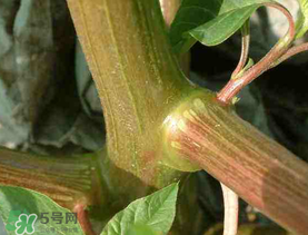 莧菜桿能吃嗎？莧菜桿子可以吃嗎？