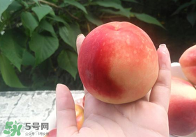 毛桃怎么保存？毛桃可以放冰箱？