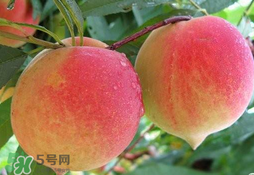 毛桃的皮能吃嗎？毛桃皮可以吃嗎？