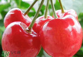 杏和櫻桃能一起吃嗎?杏能和櫻桃一起吃嗎？