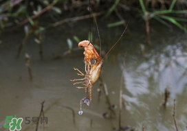 釣龍蝦用什么肉？釣龍蝦用什么肉是最厲害的？