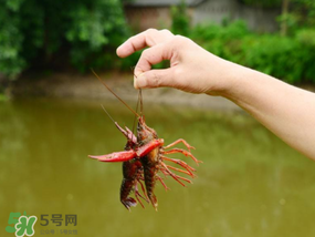 釣龍蝦用什么肉？釣龍蝦用什么肉是最厲害的？