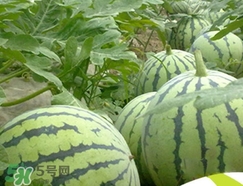 西瓜子是白色的能吃嗎？西瓜籽是白色的能不能吃