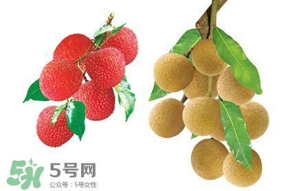 荔枝和龍眼有什么區(qū)別？荔枝和龍眼可以一起吃嗎