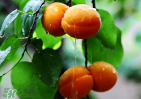 杏子怎么保存？長(zhǎng)杏子怎么保存時(shí)間長(zhǎng)？