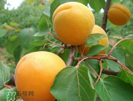 新鮮杏子可以放冰箱嗎？新鮮杏子怎么保存？